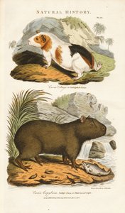 Cavia en Capibara door Sydenham Teast Edwards