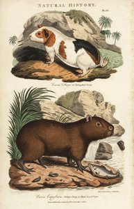 Cavia en capibara - Cavia, Cavia porcellus, en capibara, Hydrochoerus hydrochaeris. Handgekleurde kopergravure naar Sydenham Edwards uit John Mason Good