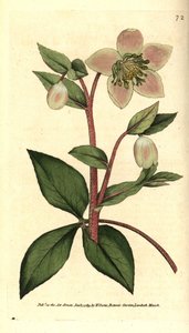 Livid helleborus door Sydenham Teast Edwards