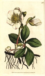 Helleborus (elleboor) noir ou rose de Noel - Kerstroos of zwarte helleborus, Helleborus niger. Handgekleurde kopergravure naar een botanische illustratie door Sydenham Edwards uit William Curtis