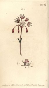 Hermafrodiete bloem met zeven stampers, Heptagynia, Septas capensis. Handgekleurde kopergravure door F. Sansom van een botanische illustratie door Sydenham Edwards voor William Curtis