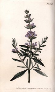 Hysop of officinale hysop. Gekleurde kopergravure, illustratie door Sydenham Edwards (1768-1819) voor Conferenties van Botanische, Botanische Tuin van Lambeth (Engeland)