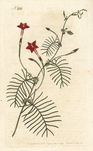 Ipomee quamoclite of quamoclite pennee of ipomee met rode bladeren - Cipreswinde of gevleugelde ipomoea, Ipomoea quamoclit
