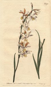 Ixia radiata door Sydenham Teast Edwards