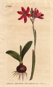 Ixia roze. van de Zuid-Afrikaanse lelie familie, beschreven met bol en bladeren. Roze gekleurde ixia, een mooie roze bloem van de lelie familie uit Zuid-Afrika, getoond met bol en bladeren links. Ixia latifolia (Ixia capillaris). Handgekleurde kopergravure
