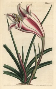 Lelie Variété - Kaap kust lelie, Crinum ornatum (Amaryllis ornata). Handgekleurde kopergravure door F. Sansom Jr. naar een illustratie door Sydenham Edwards uit William Curtis