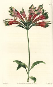 Lelie van de Inca