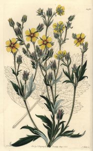 Langbladige cinquefolia varieteit - Potentilla longifolia (Viscid cinquefoil, Potentilla viscosa) door Sydenham Teast Edwards