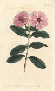 Madagaskar maagdenpalm, Catharanthus roseus (Vinca rosea)