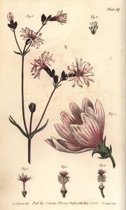 Kaasjeskruid, Malva sylvestris, Monadelphia door Sydenham Teast Edwards