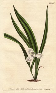 Marsh marica met kleine witte bloemen en smalle gestreepte bladeren door Sydenham Teast Edwards