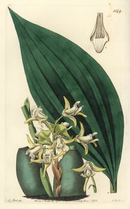 Maxillaria palmifolia orchidee (lichtgele maxillaria, Maxillaria decolor)