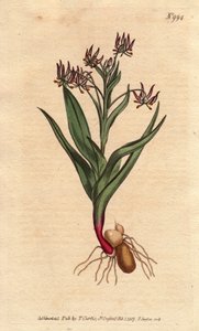 Melanthium vertakt, met veel kleine bloemen lila, bol en wortels. Vertakt melanthium, met veel kleine lila bloemen, en bollen en wortelstructuur. Ornithoglossum viride (Melanthium viride)