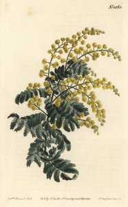 Mimosa door Sydenham Teast Edwards
