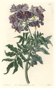 Solanum, inheems in Chili