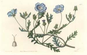 Namophile maculee, oorspronkelijk uit Californië - Sterk water door S. Watts naar een illustratie van Sarah Anne Drake (1803-1857), uit het Botanical Register