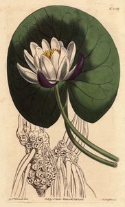 Waterlelie met grote witte bloem voor zijn ronde blad, Nymphaea nitida - uit een botanische illustratie door Sydenham Edwards door Sydenham Teast Edwards