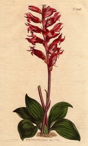 Neottie orchidee met vorstbloem, roze en karmozijnrode kleur, inheems in Jamaica. Bevroren bloemige neottia, met karmozijnrode en roze bloemen, inheems in Jamaica. Stenorhynchus squamulosus (Neottia orchioides) Handgekleurde kopergravure uit een botanische door Sydenham Teast Edwards