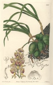 Orchidee Grobya, met gele en paarse bloemen, inheems in Brazilië