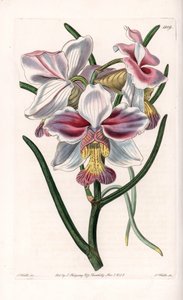 Orchidee: Vanda variëteit, epifytische soort uit Azië