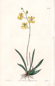 Tolumnia guianensis door Sydenham Teast Edwards