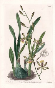 Orchidee: epidendre grele - Gegraveerde plaat door S. Watts, naar een illustratie van Sarah Anne Drake (1803-1857), uit het Botanical Register van Sydenham Edwards (1768-1819), Engeland door Sydenham Teast Edwards