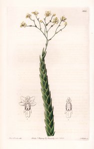 Lockhartia