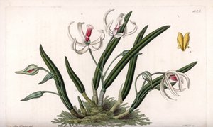 Orchidee: miniatuurvariëteit van leptotes - Plaat gegraveerd door S.Watts, uit een illustratie van Sarah Anne Drake, uit het Botanical Register van Sydenham Edwards, Engeland door Sydenham Teast Edwards