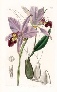 Laelia door Sydenham Teast Edwards