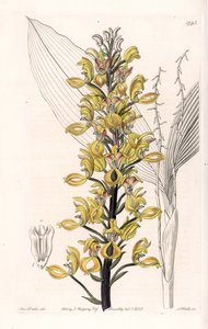 Orchidee: variëteit van govenia door Sydenham Teast Edwards
