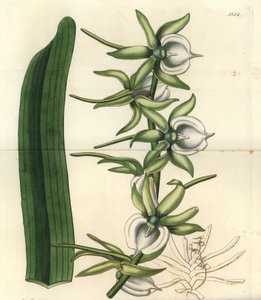 Orchidee varieteit van de Indische Oceaan Eilanden - Ivoor angraecum orchidee, Angraecum eburneum door Sydenham Teast Edwards