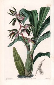 Orchidee: variëteit van catasetum, genaamd baard