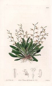 Orchidee: variëteit van epidendre door Sydenham Teast Edwards