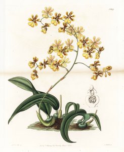 Orchidee: variëteit van epifytische oncidium uit Brazilië - Plaat gegraveerd door S. Watts, naar een illustratie van Sarah Anne Drake (1803-1857), uit het Botanical Register van Sydenham Edwards (1768-1819), Engeland door Sydenham Teast Edwards