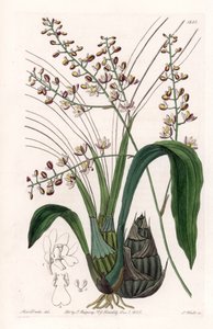 Eulophia door Sydenham Teast Edwards