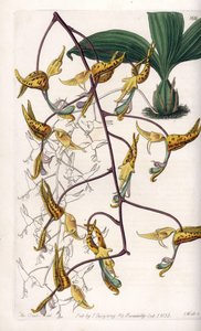 Orchidee: variëteit van gongora, afkomstig uit Zuid-Amerika