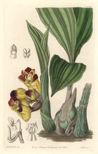 Orchidee Acanthephippium bicolor, oorspronkelijk uit Sri Lanka - Water door S. Watts naar een illustratie van Sarah Anne Drake (1803-1857), uit het Botanical Register