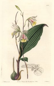 Orchidee, Amerikaanse Bletia door Sydenham Teast Edwards