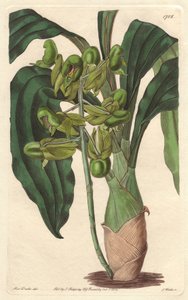 Orchidee Catasetum, inheems in Brazilië - uit het Botanical Register