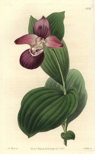 Orchidee venusschoen met grote bloemen - Grootbloemige cypripedium, Cypripedium macranthos door Sydenham Teast Edwards
