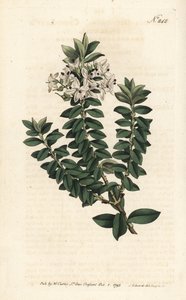 Ouessant mirte of elliptische veronica - Kruisbladige ereprijs, Veronica decussata door Sydenham Teast Edwards