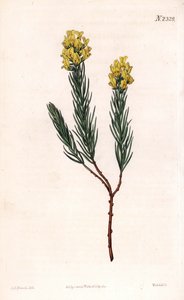 Ovale aspalathus