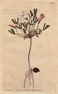 Oxalis (kleine zuring) heeft wit gestreepte bloemen en snoep roze, inheems in Afrika. Gestreepte bloemige zuring met snoep roze gestreepte witte bloemen. Een inheemse van Afrika. Oxalis versicolor. Handgekleurde kopergravure naar een botanische illustratie door Sydenham Teast Edwards