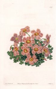 Oxalis Variete - uit het Botanical Register van Sydenham Edwards (1768-1819), Engeland door Sydenham Teast Edwards