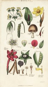 Onderdelen van bloemen inclusief bloemblad, nectarium, glume, zaad, spathe, bracte, peul, enz. door Sydenham Teast Edwards