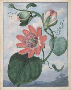 Passiebloem, 1799 door Sydenham Teast Edwards
