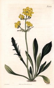 Patrinia sibirica (Altaïsche valeriaan, Valeriana ruthenica) - uit Samuel Curtis