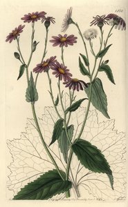 Pericallis tussilaginis (Hoefbladbladige kruiskruid, Senecio tussilaginis)