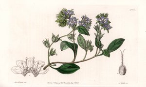 Phacelia, endemisch in Californië - Gegraveerd door S. Watts, naar een illustratie van Sarah Anne Drake (1803-1857), uit het Botanical Register van Sydenham Edwards (1768-1819), Engeland