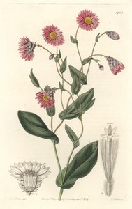 Roze rhodanthe, afkomstig uit Australië - Sterk water door S. Watts naar een illustratie van Sarah Anne Drake (1803-1857), uit het Botanical Register door Sydenham Teast Edwards